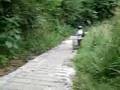 Cross country mountain bike