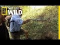 Cobra Den