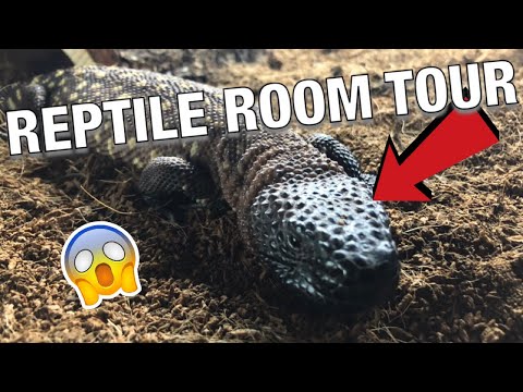 YouTube reptile video