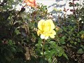 Sag mir wo die Blumen sind