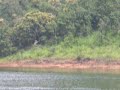 Boating at Thekkady. You can see the elephants too.. - Boating at Thekkady