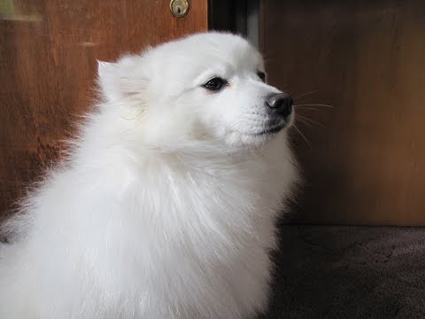how to care japanese spitz