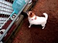 December Daisy - December 10 - Daisy Barks at Fence December Daisy - December 10 - Daisy Barks at Fence