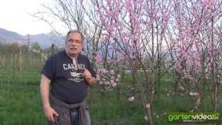 #1037 Tibetpfirsich - Kreuzungen mit Prunus mira