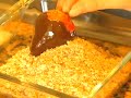 QuickBites: Chocolate Covered Strawberries QuickBites: Chocolate Covered Strawberries