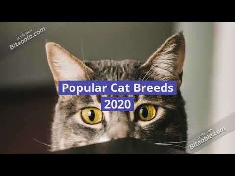 What is your Favorite Cat Breeds in 2020??