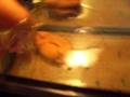videos de my tadpole (need name)