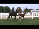 Aimee FLF - Trakehner/Arab yearling filly - For Sale 2