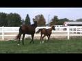 videos de Aimee FLF - Trakehner/Arab yearling filly