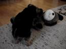 My Doggy Abusing Teddy Bear