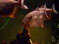 www.piranhalar.com www.piranhalar.com