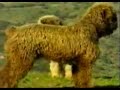 El Perro de Agua- Rústico,resistente y versátil El Perro de Agua- Rústico,resistente y versátil