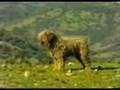 Ver Video