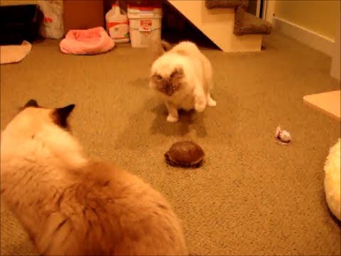 Charlie, Trigg and the Turtle 0 Charlie, Trigg and the Turtle