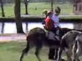 videos de harv on donkey