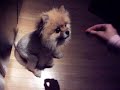 TALKING DOG - Lion like puppy dances, twirls and talks back! A MIRACLE ON 34TH STREET FOR SURE!