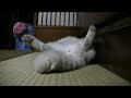 ラッキー君のしっぽふりふり♪ tail cat lucky