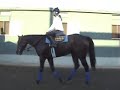 Curlin and Company II