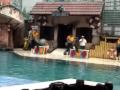Bangkok sea lion show, yellow birds
