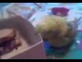 funny budgie, littel man destroy all mohters paper and cardboards