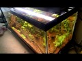 Click here to watch this video What Rookie Fish Keepers Say - Mrmom's Contest Entry