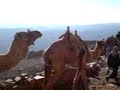 camels 2 camels 2
