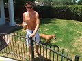 A PIT BULL THAT CAN FLY A PIT BULL THAT CAN FLY