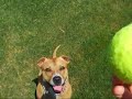 a pit bull that can fly