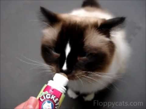 PetSafe Lickety Stik Product Review 0 PetSafe Lickety Stik Product Review
