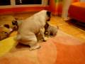 videos de Cachorras carlinas de 1 mes y unos días acosando a su mami