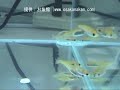 楊貴妃