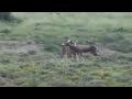 Tiger's Amazing Hunt