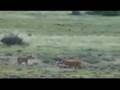 Tiger Cathay's Amazing Hunt