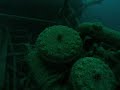 Diving the Wreck of the Freighter Florida - Dale Kreiner
