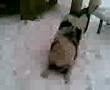 Moj pas Bruno(lud) 