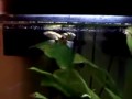 Amazon Puffer Feeding