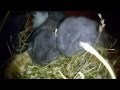 French Lop babies with their families