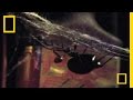 Most Venomous Spider in North America