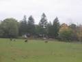 The-field-horses-run