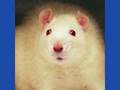 Call to Raja's Takeaway - Rat Meat Enquiry
