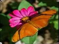 Butterfly by Weezer