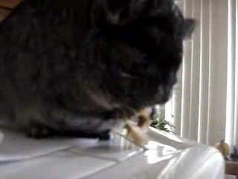 Chinchilla
