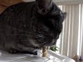 Chinchilla Chinchilla