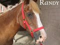 [ 2 ] Manege de Hoeven
