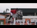 International Showjumper For Sale