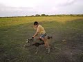 COLEO DE COHINO