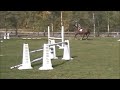 Trooper - 2000 CWHBA gelding, 17.1 hh (jumping)