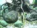 Sulawesi Shrimp Tank