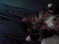眠りネコ動画