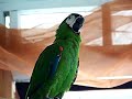 Macaw talking Gibberish